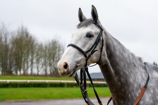 Hawkstonians: own a racehorse with Jeremy Clarkson